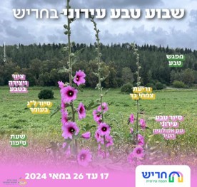 שבוע טבע עירוני